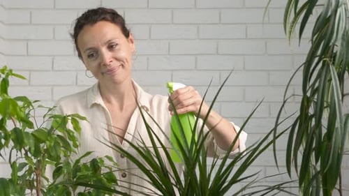 Pulverize folhas frescas.