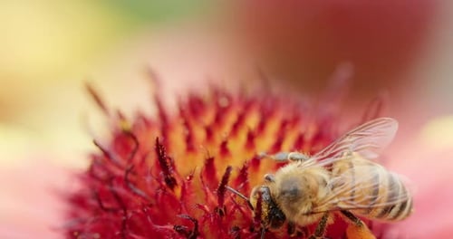 Macro View of Foraging Worker Bee Sucking Up Nectar Through Proboscis and Gather Pollen From Pink