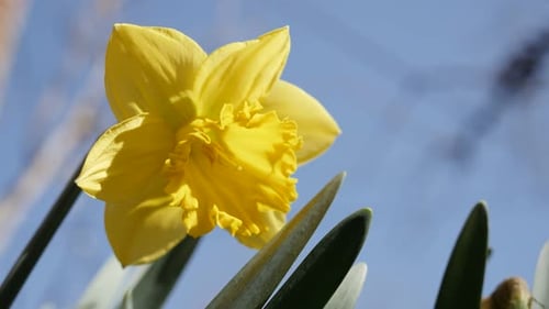 Beautiful garden flower Narcissus petals and stamen 4K 2160p 30fps UltraHD footage - Pseudonarcis