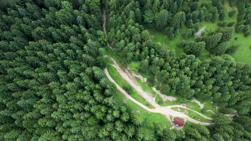 Drone Flying Above Green Forest in the Mountains