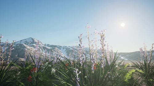 Lavender Field with Blue Sky and Mountain Cover with Snow