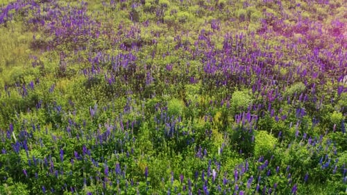 Purple Lupine Wildflower Meadow from Above