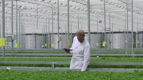 Scientist Inspecting Lettuce Using Tablet in Greenhouse