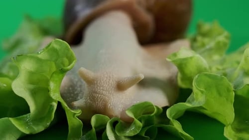 Macro View of Big Snail Achatina Sticks Out Its Horns From Its Shell to Eat Green Salad