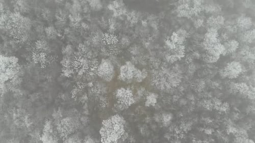 Flyng Above Frozen Trees