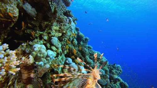 Coral Reef with Lionfish and Colorful Fish