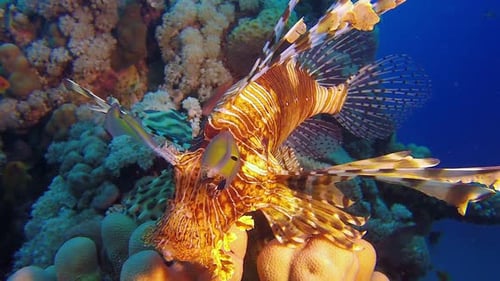 Löwen-Fisch