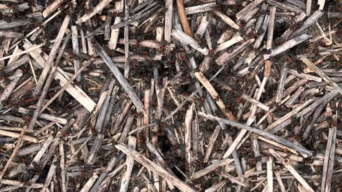 Ant Colony Hard at Work on Nest