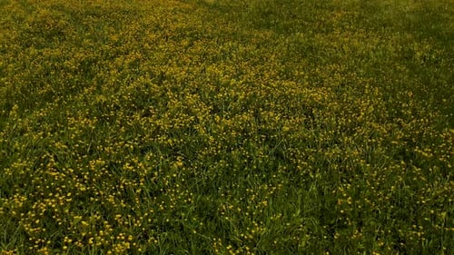 Champ de fleurs sauvages