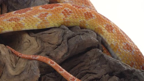 Tiger Python Molurus Bivittatus Morph Albine Burmese auf Holzhaken auf weißem Hintergrund. Nahaufnahme