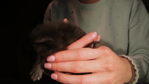 Kitten Little Friendly Pet Lady mostra um lindo gatinho recém-nascido