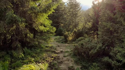 Rays of Sunlight in the Spruce Forest