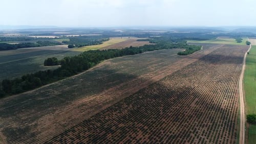 Lavender field in the heart of the Verdon regional natural park from the sky