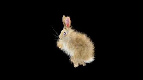 Cute Fluffy 3D Rabbit Hopping Animation