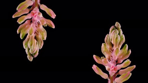 Pink Hyacinth Flowers Blooming in Time-Lapse