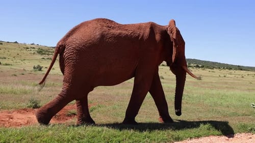 Sideway Tracking of Single African Elephant Walking in Grass