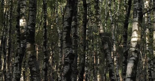 Birch forest near Le Plan de Monfort, the Cevennes National park, Lozere department, France