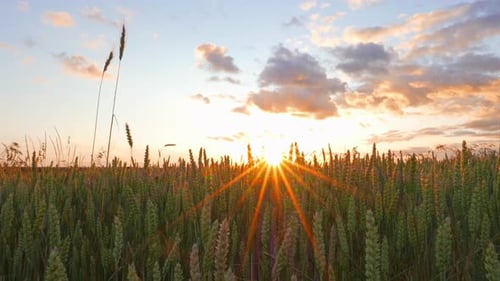 Weizenfeld und Sonnenuntergang