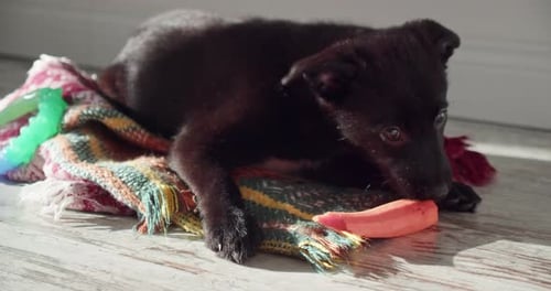 a Black Dog Puppy Gnaws on a Carrot in a Sundrenched Room
