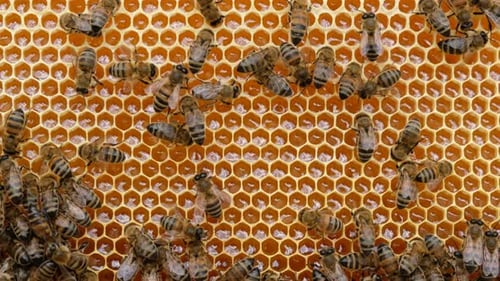 Honey Bees