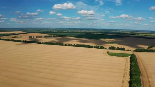 Aerial View of Wheat Field at Summer