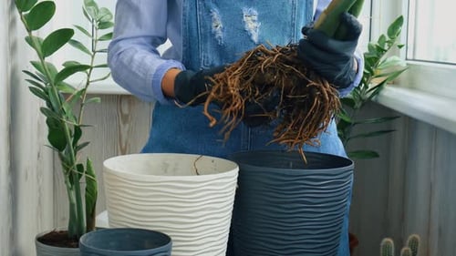 Person Repotting a Houseplant Indoors in Daytime