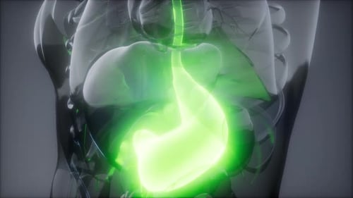 Radiologische Untersuchung des menschlichen Magens