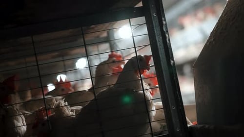 Chickens