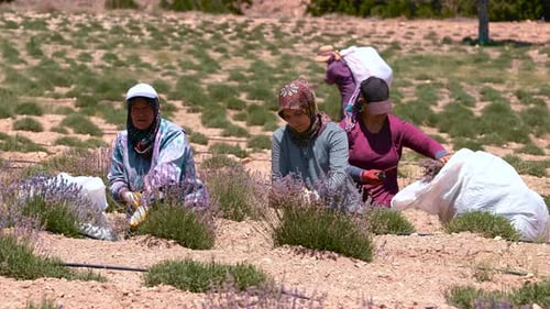 Bäuerinnen schneiden Lavendel