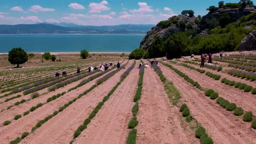 Aerial View Lavender Harvest by the Lake