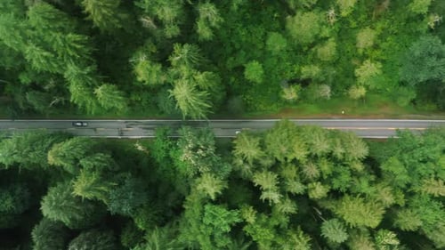Fahrzeuge mit Touristen, die auf der zweispurigen Straße im dichten grünen Pinienwald fahren