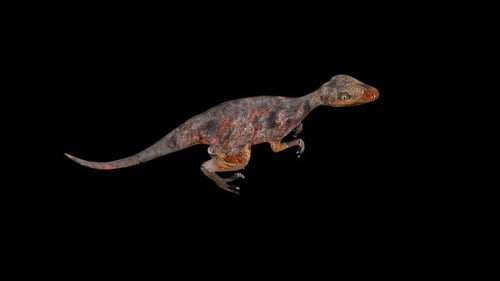Vue de dessus de la promenade du Deinonychus rouge