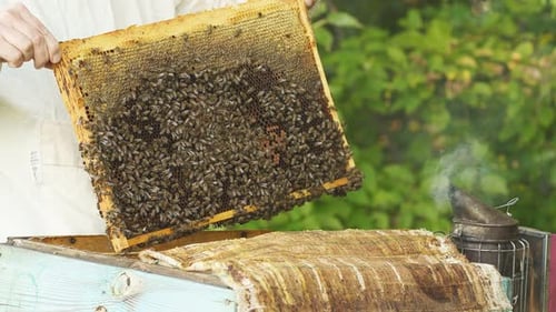 Nahaufnahme der Hände Imker inspiziert den Bienenstockrahmen mit Bienen darauf.