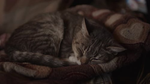 Close Up of Domestic Cat Sleeping on Sofa in Room