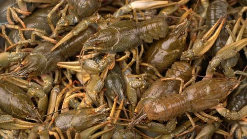 Footage Live Crayfish Rotate on a Tray