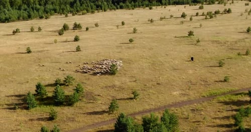 Sheep Graze on a Large Plain a Shepherd Walks with a Dog