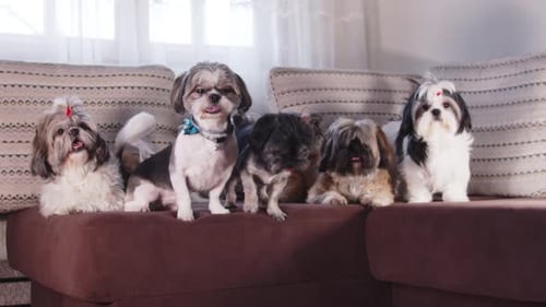 Anúncio dos irmãos Shih Tzu