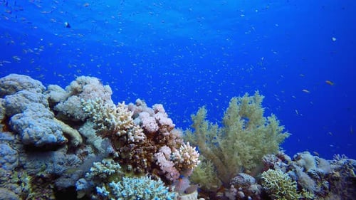 Underwater Sea Coral Reef