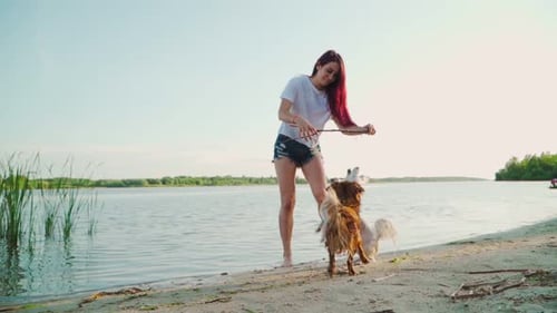 Beautiful Woman is Playing with Dog on a Lake in the Water. Happy Girl Play with Two Funny Puppy
