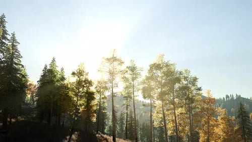 Sun Beams Through Trees