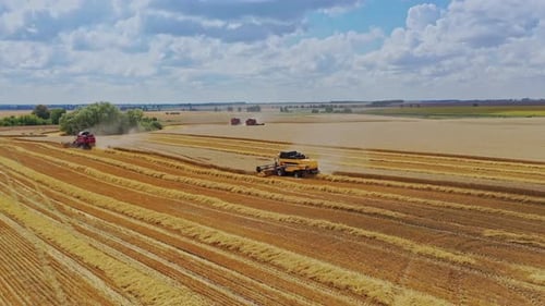 Wheat harvest drone shots. Aerial view of country farming landscape and wheat field