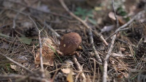 Closeup Mushroom on Forest Meadow with Shadow Passing in Slow Motion and Female Hand Cutting Fungus