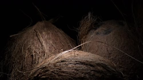 Close Up of Hairy Tropical Coconuts in Darkness