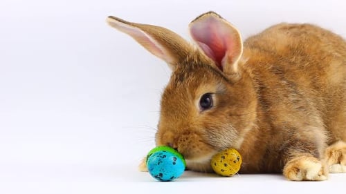 Little Easter Fluffy Brown Cute Rabbit with Big Ears and Mustache Sit Next To Easter Painted Eggs on
