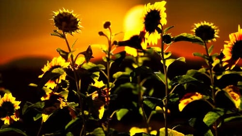 Golden Sunset over Swaying Sunflowers Field