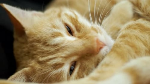 Frau streichelt eine rote Katze auf der Couch