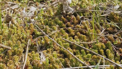 Slow Slider Forward Shot of Moss and Dry Pine Leaves and Dry Twigs in Forest