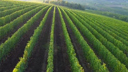 Vineyard Agriculture Viticulture Aerial View
