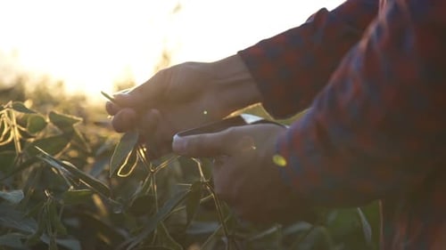 Green Leaves of Soy Bean in Hand. Slow Motion