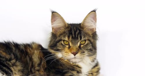 Brown Tortie Blotched Tabby and White Maine Coon Domestic Cat, Portrait of Female Normandy in France